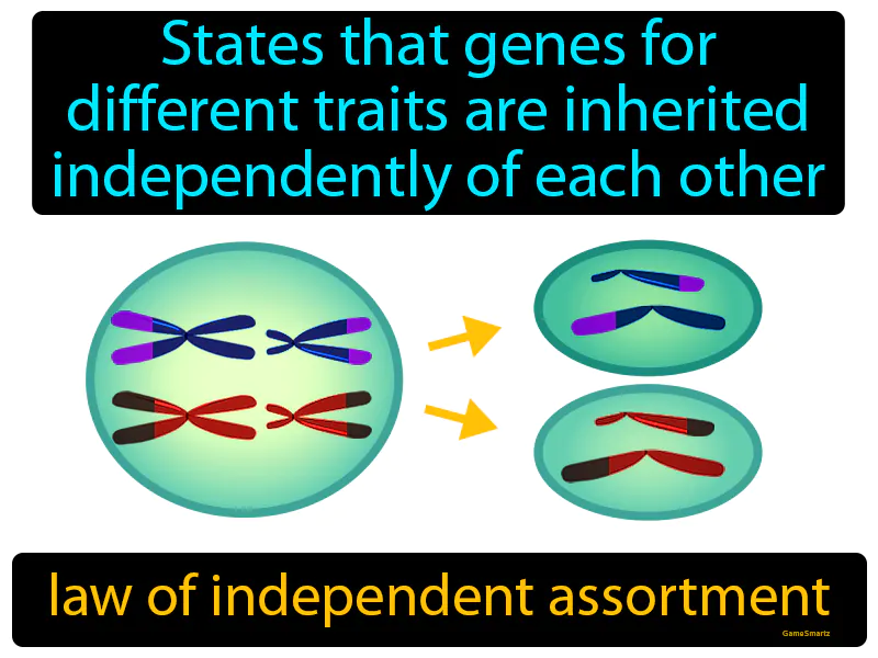 Law Of Independent Assortment Definition Law Of Independent Assortment Definition