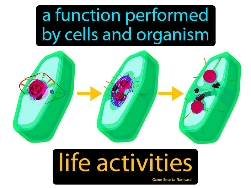 Life Activities Definition Life Activities Definition