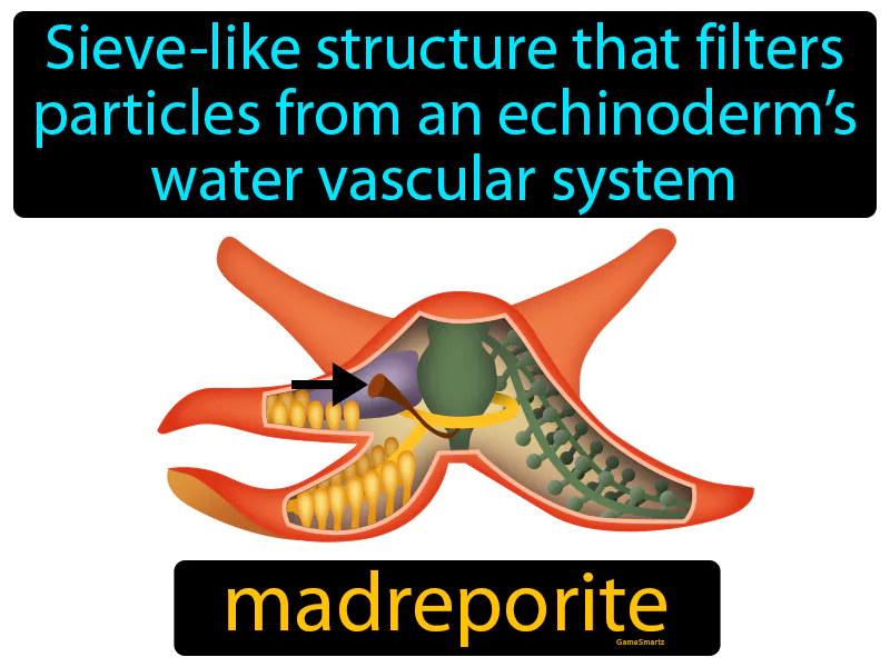 Madreporite Definition Madreporite Definition