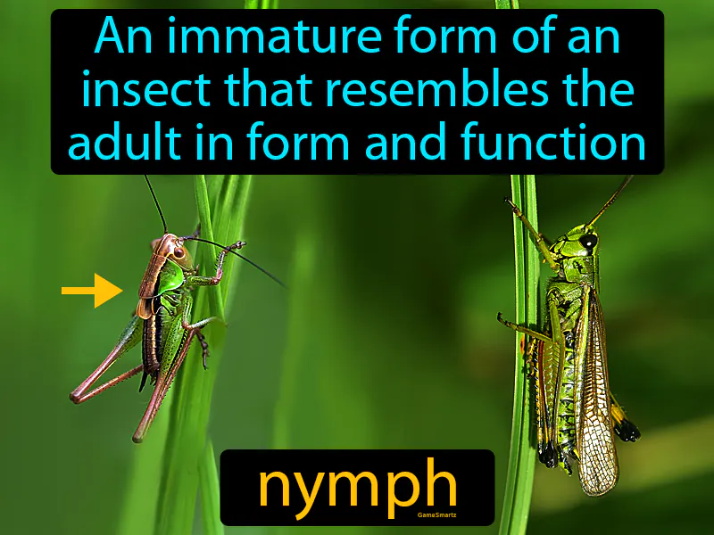 Nymph Definition Nymph Definition