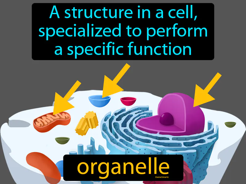 Organelle Definition Organelle Definition
