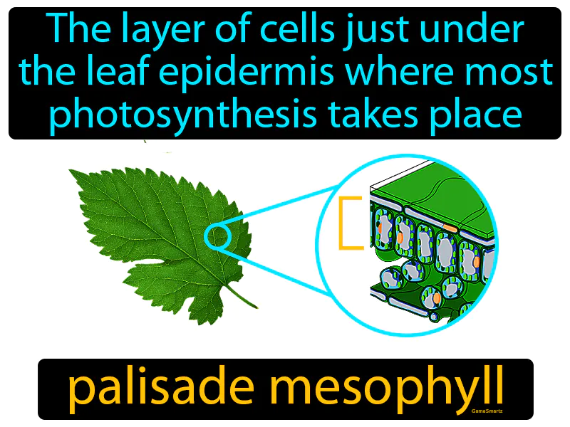 Palisade Mesophyll Definition Palisade Mesophyll Definition
