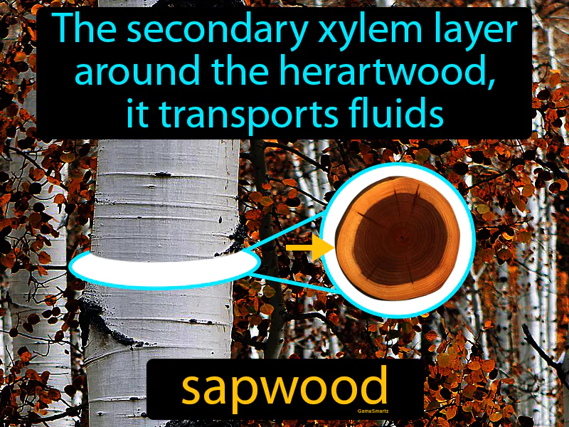 Sapwood Definition Sapwood Definition