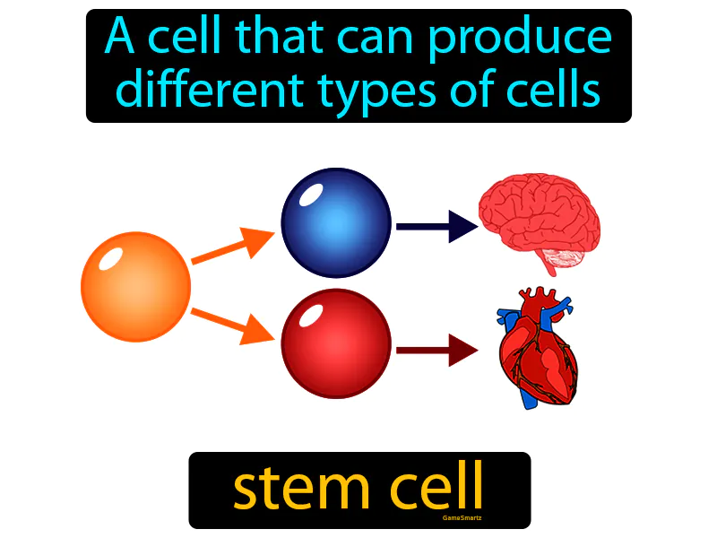 Stem Cell Definition Stem Cell Definition