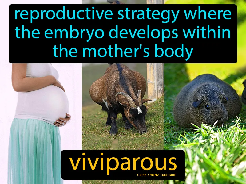 Viviparous Definition Viviparous Definition