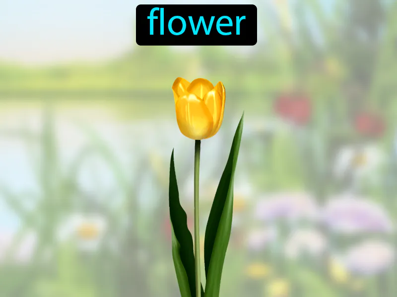 La Flor Definition La Flor Definition